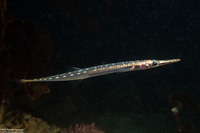 Aulorhynchus flavidus (Tubesnout)