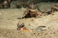 Pleuronichthys coenosus (C-O Sole)