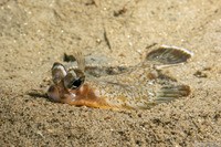 Pleuronichthys coenosus (C-O Sole)