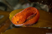 Liparis florae (Slimy Snailfish)