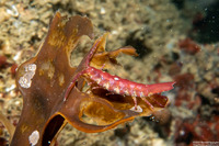 Idotea rufescens (Red Kelp Isopod)