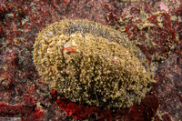 Mopalia lignosa (Woody Chiton)