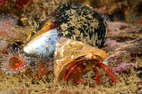 Pagurus hemphilli (Maroon Hermit Crab)