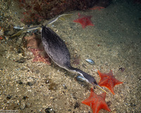 Aechmophorus occidentalis (Western Grebe)