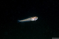 Porichthys notatus (Plainfin Midshipman)