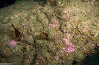 Pododesmus macrochisma (Abalone Jingle)