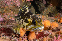 Sebastes chrysomelas (Black-and-Yellow Rockfish)