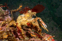 Loxorhynchus crispatus (Masking Crab)