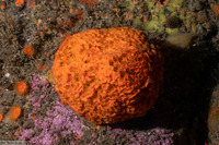 Tethya aurantium (Orange Puffball Sponge)