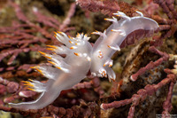 Dendronotus albus (White Dendronotus)