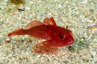 Scorpaenichthys marmoratus (Cabezon)