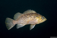 Sebastes atrovirens (Kelp Rockfish)