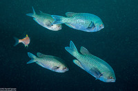 Chromis punctipinnis (Blacksmith)