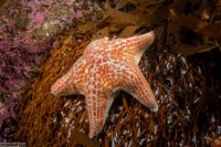 Dermasterias imbricata (Leather Star)