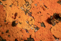 Didemnum carnulentum (Didemnum Carnulentum)