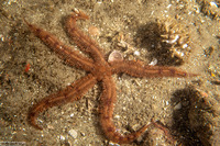 Ophiopteris papillosa (Flat-Spined Brittle Star)