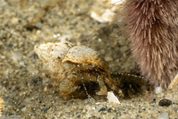Pagurus hirsutiusculus (Hairy Hermit Crab)