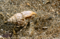 Pagurus hirsutiusculus (Hairy Hermit Crab)
