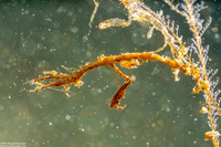 Caprella sp.1 (Skeleton Shrimp)