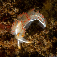Coryphella trilineata (Three-Lined Aeolid)