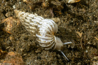 Epitonium indianorum (Money Wentletrap)