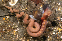 Pista sp.1 (Pista sp.1)