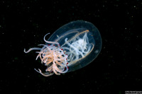 Polyorchis penicillatus (Bell Medusa)