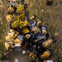 Pollicipes polymerus (Gooseneck Barnacle)