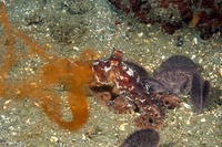 Octopus rubescens (Red Octopus)