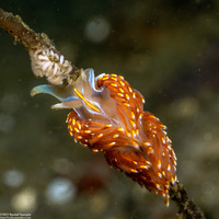 Hermissenda opalescens (Opalescent Nudibranch)