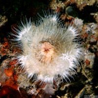 Metridium senile (Plumose Anemone)
