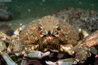 Loxorhynchus grandis (Sheep Crab)