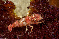 Spirontocaris lamellicornis (Dana's Blade Shrimp)