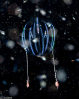 Pleurobrachia bachei (Sea Gooseberry)