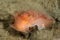 Tritonia tetraquetra (Pink Tritonia)