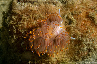 Hermissenda opalescens (Opalescent Nudibranch)