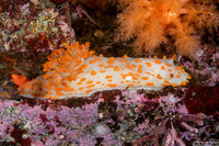 Triopha catalinae (Catalina Triopha)