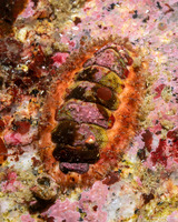 Mopalia ciliata (Hairy Chiton)