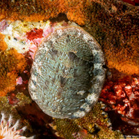 Lepidozona radians (Lepidozona Radians)