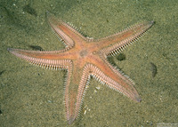 Astropecten armatus (Spiny Sand Star)