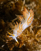 Coryphella trilineata (Three-Lined Aeolid)