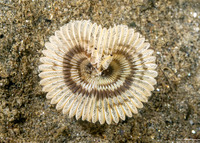 Acromegalomma sp.1 (Sabellid Worm)
