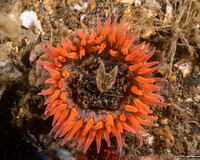 Anthopleura artemisia (Moonglow Anemone)