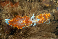 Hermissenda opalescens (Opalescent Nudibranch)