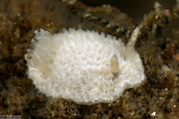 Diaphorodoris lirulatocauda (Ridge-Tailed Dorid)