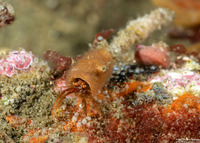 Orthopagurus minimus (Toothshell Hermit Crab)