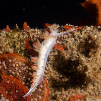 Coryphella trilineata (Three-Lined Aeolid)