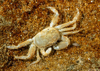 Scleroplax granulata (Burrow Pea Crab)
