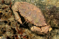 Romaleon antennarium (Pacific Rock Crab)