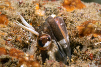Neoclinus uninotatus (Onespot Fringehead)